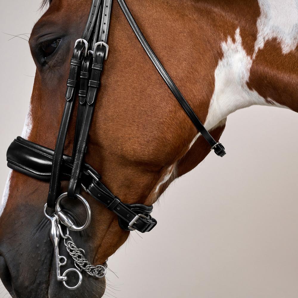 Kandare mit breitem schwedischem Reithalfter