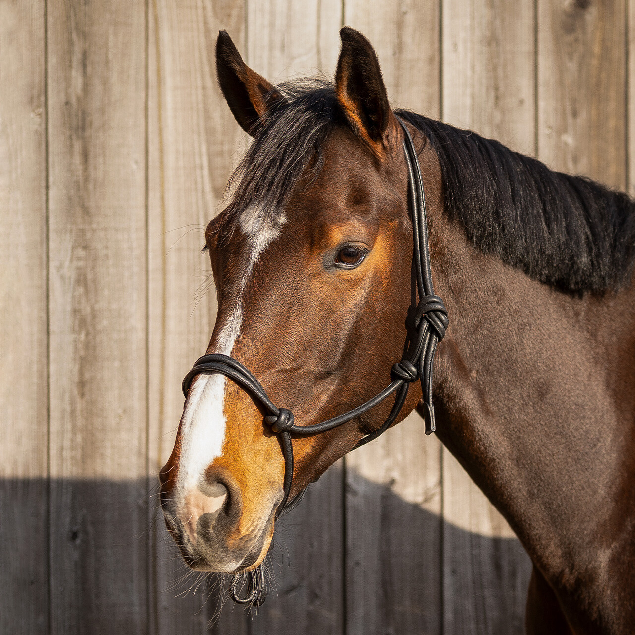 Knotenhalfter Leder Liberta