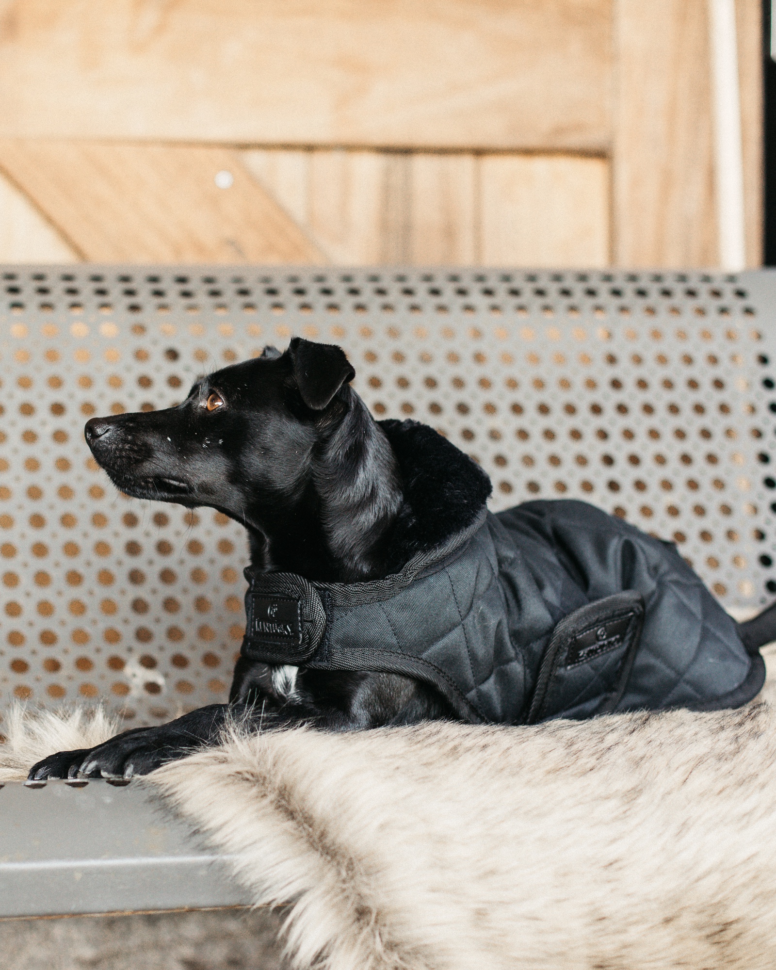 Original dog coat