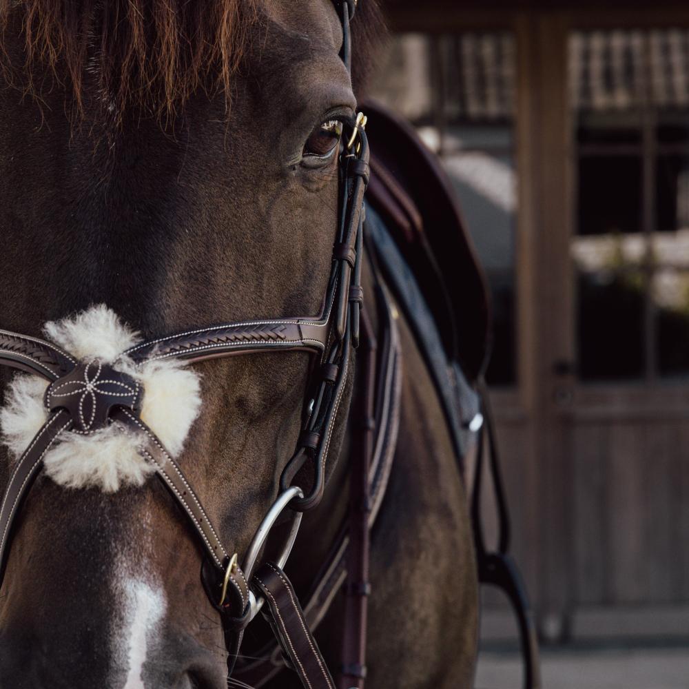 Nasenriemen mit geflochtenen mexikanischem Reithalfter |