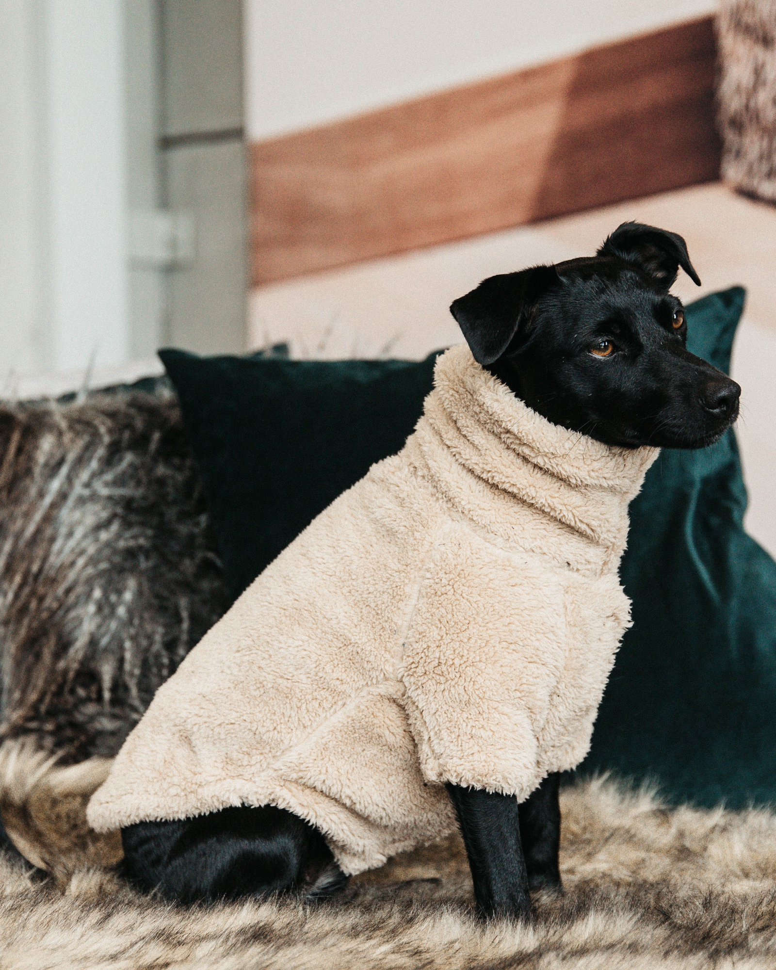 Teddy fleece dog jumper