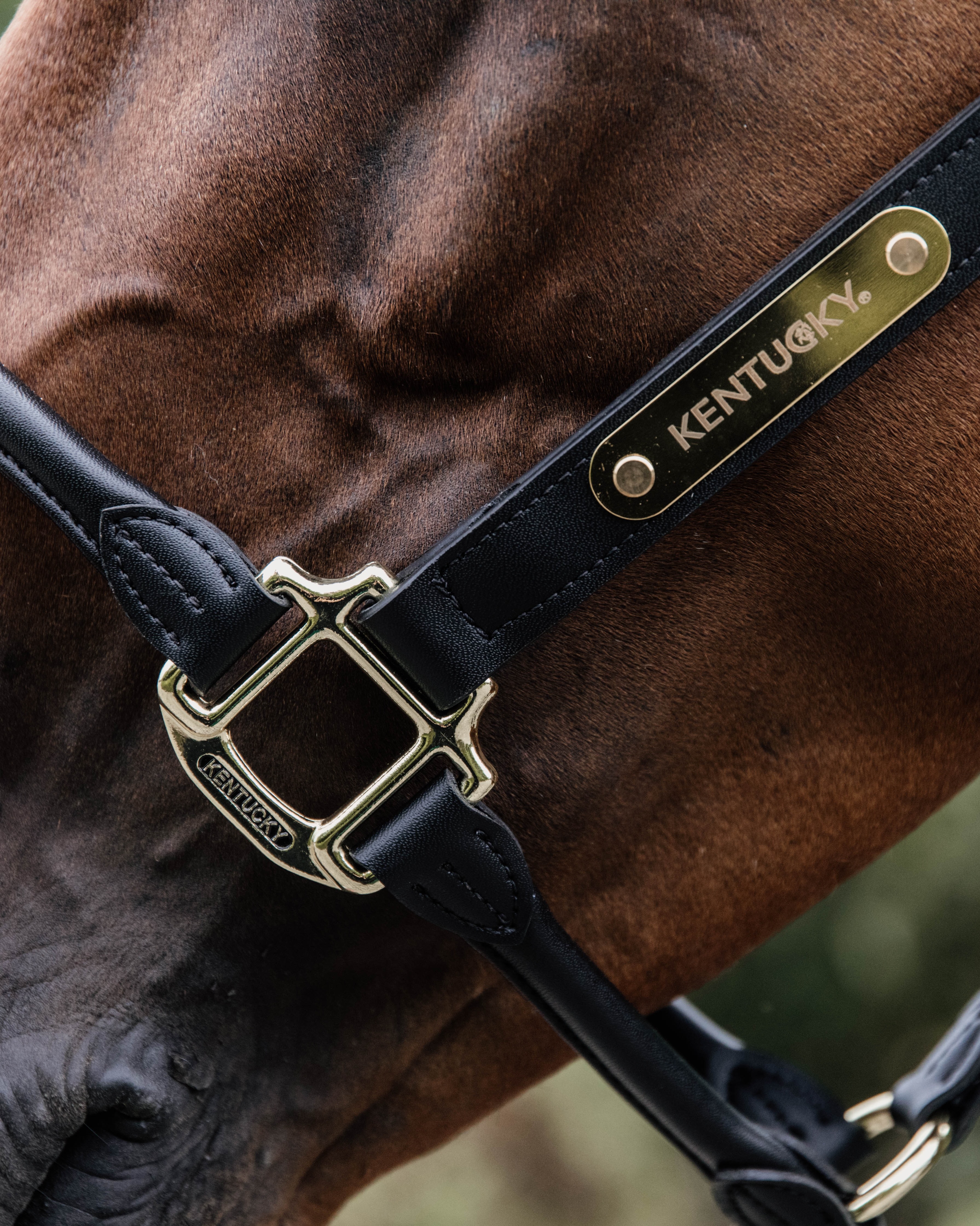 Halter Anatomical Leather