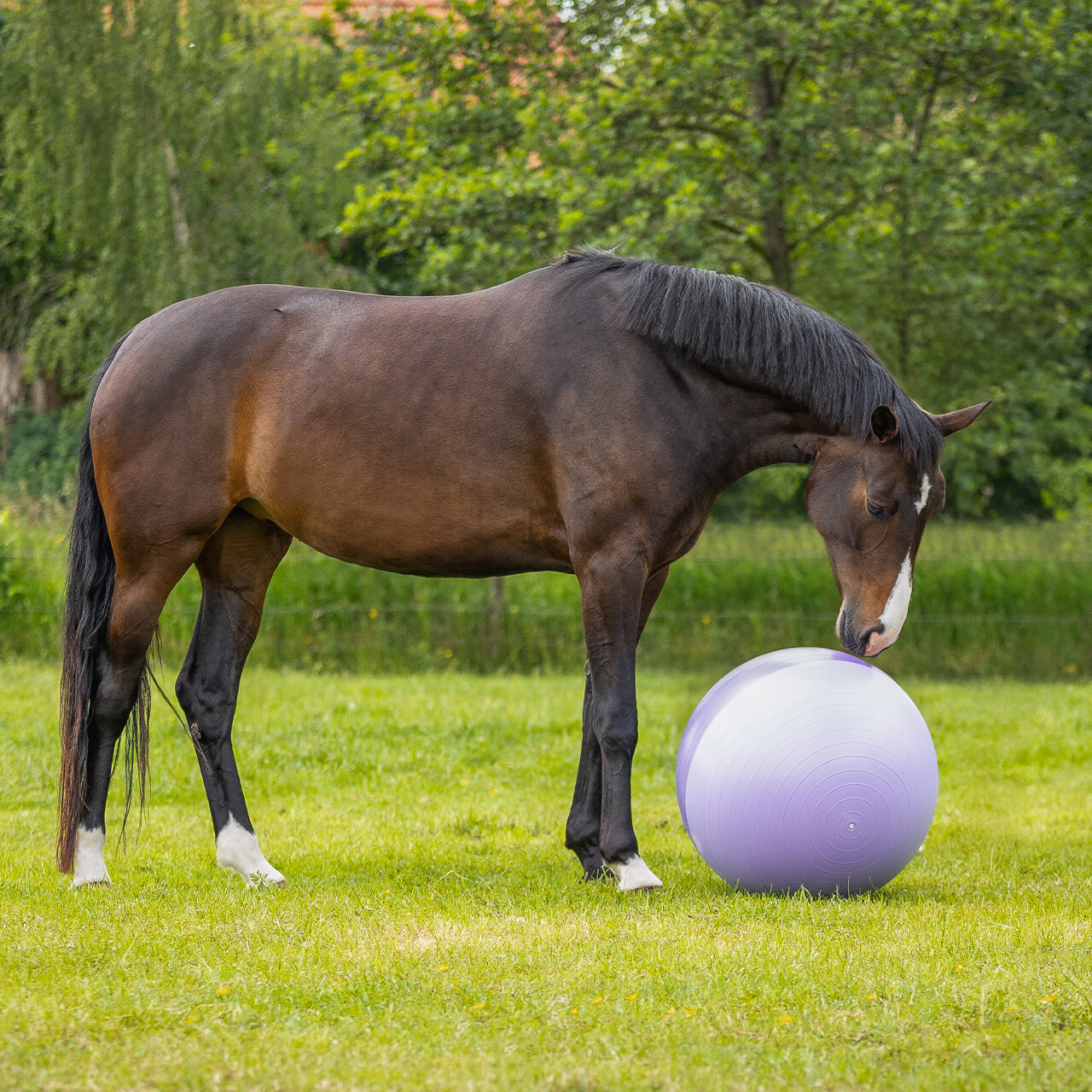 Horse ball two-tone