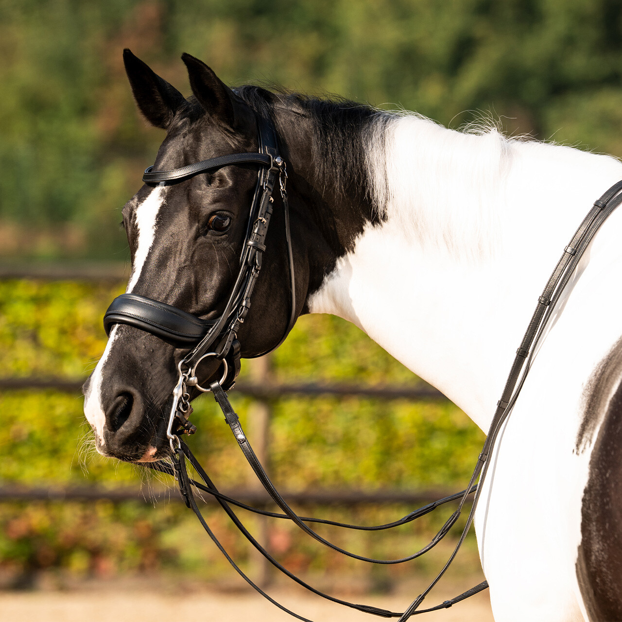 Double bridle FayPerform