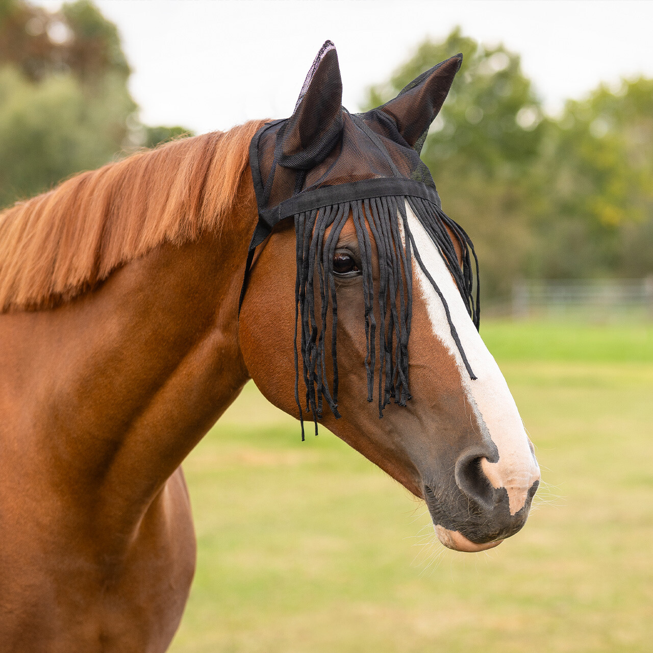 Fly fringes with ears