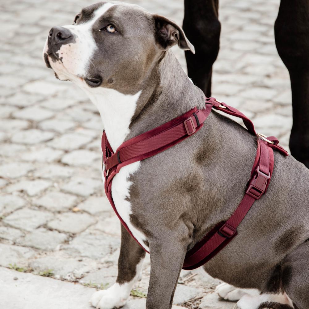 Harnais pour chien Aktiv Velvet