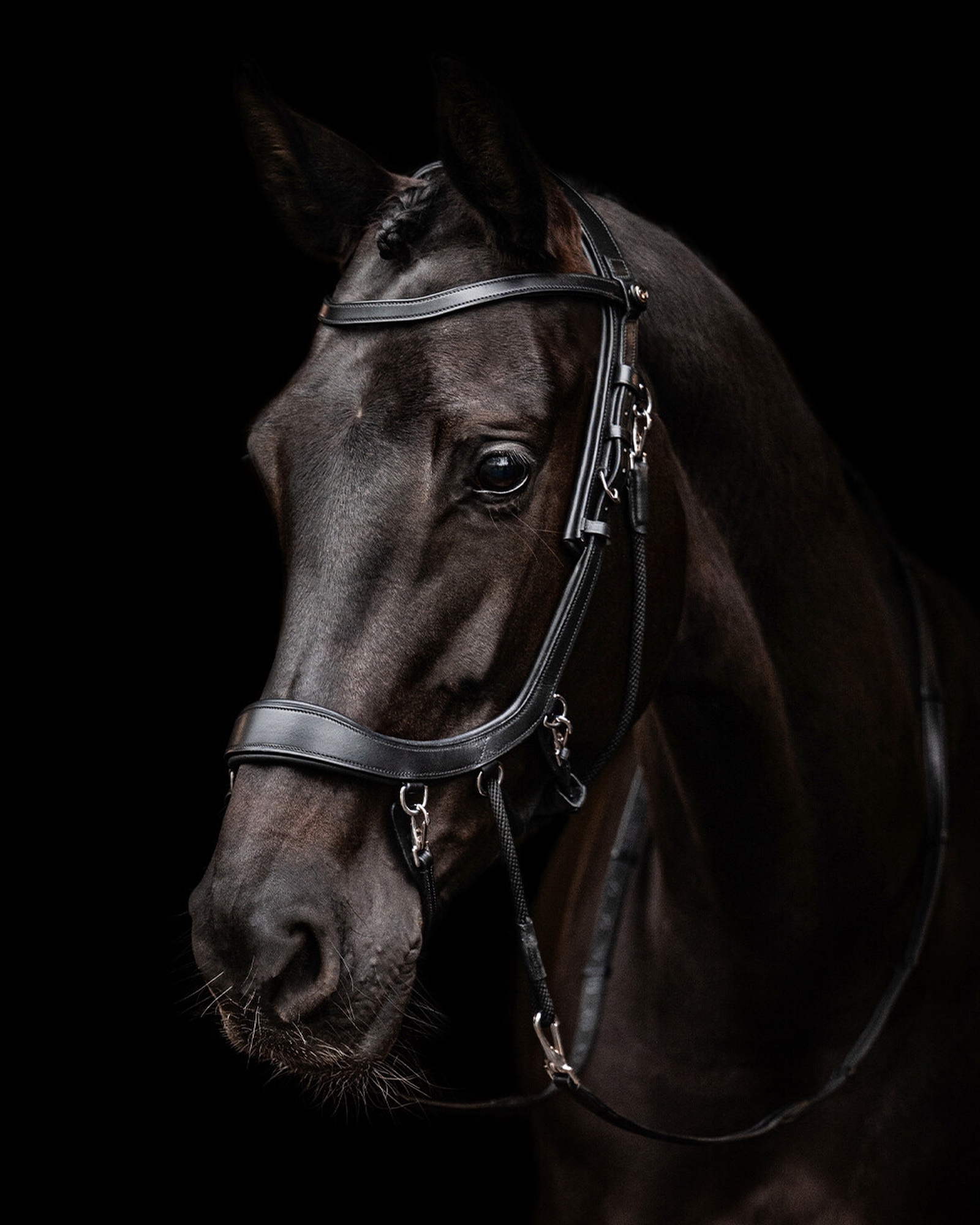 Snaffle FaySport bitless