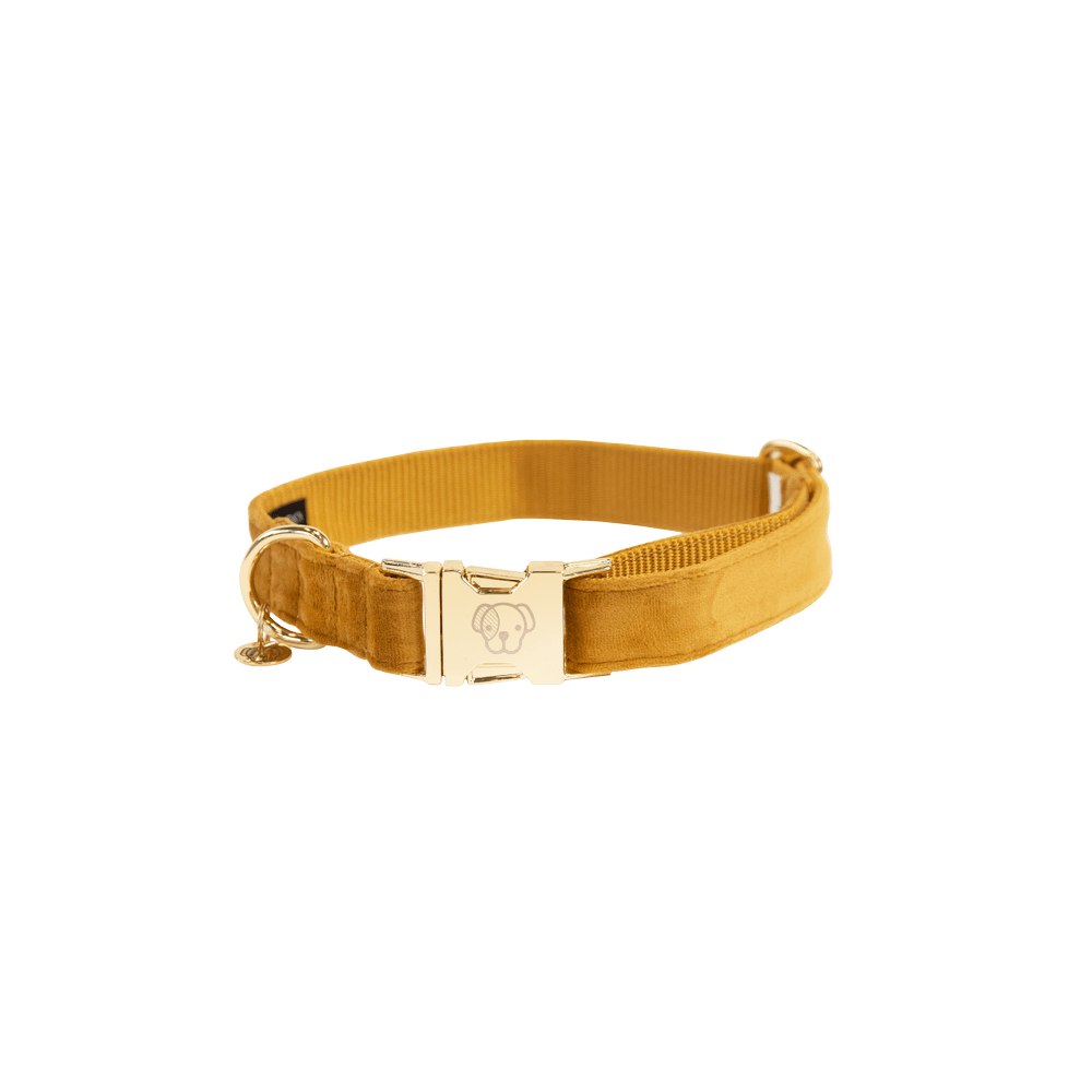 Collier de chien Velvet