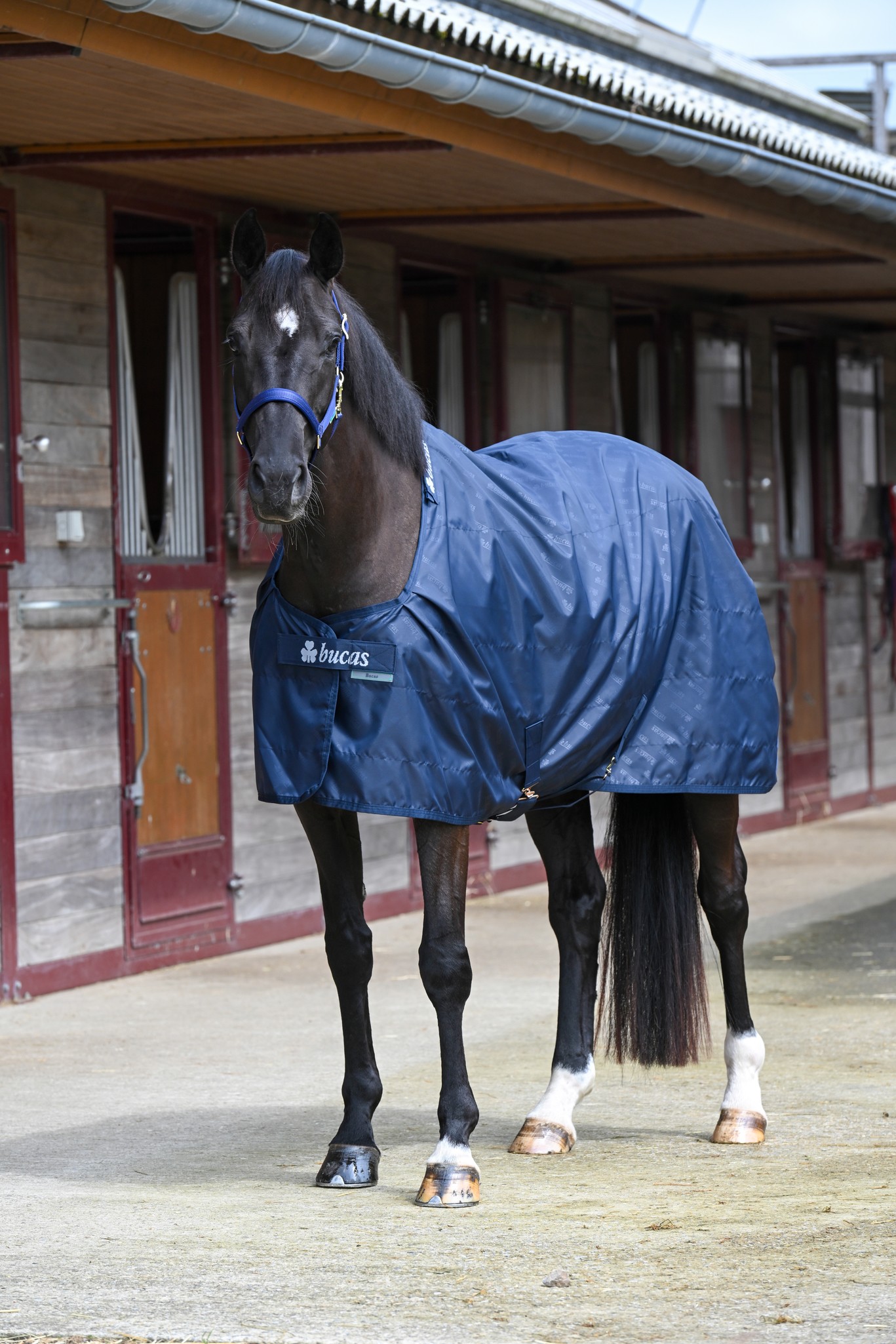 Stalldecke Stable Sheet in Navy/Navy