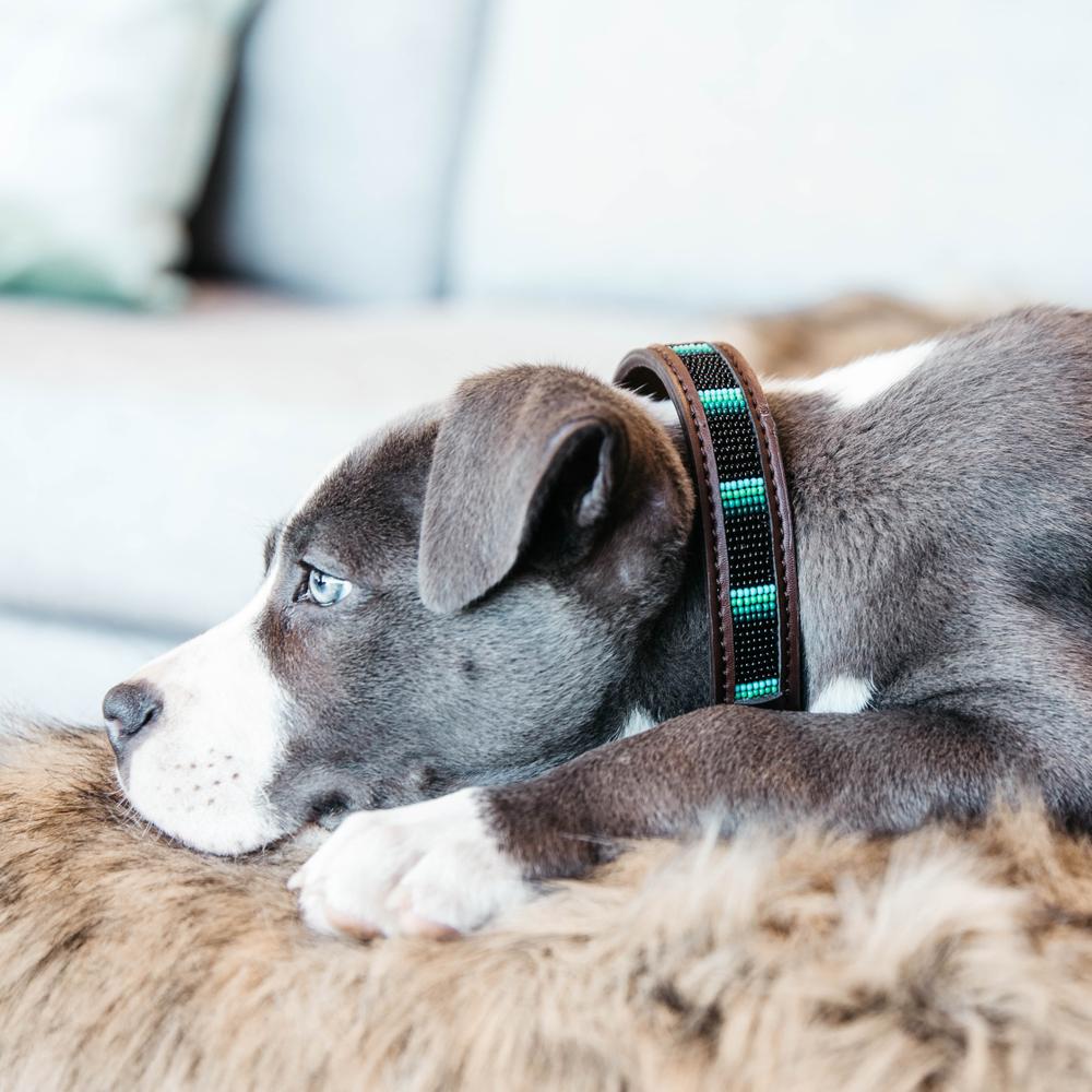 Hunde Halsband Handgemacht Pearls | Kentucky Dogwear