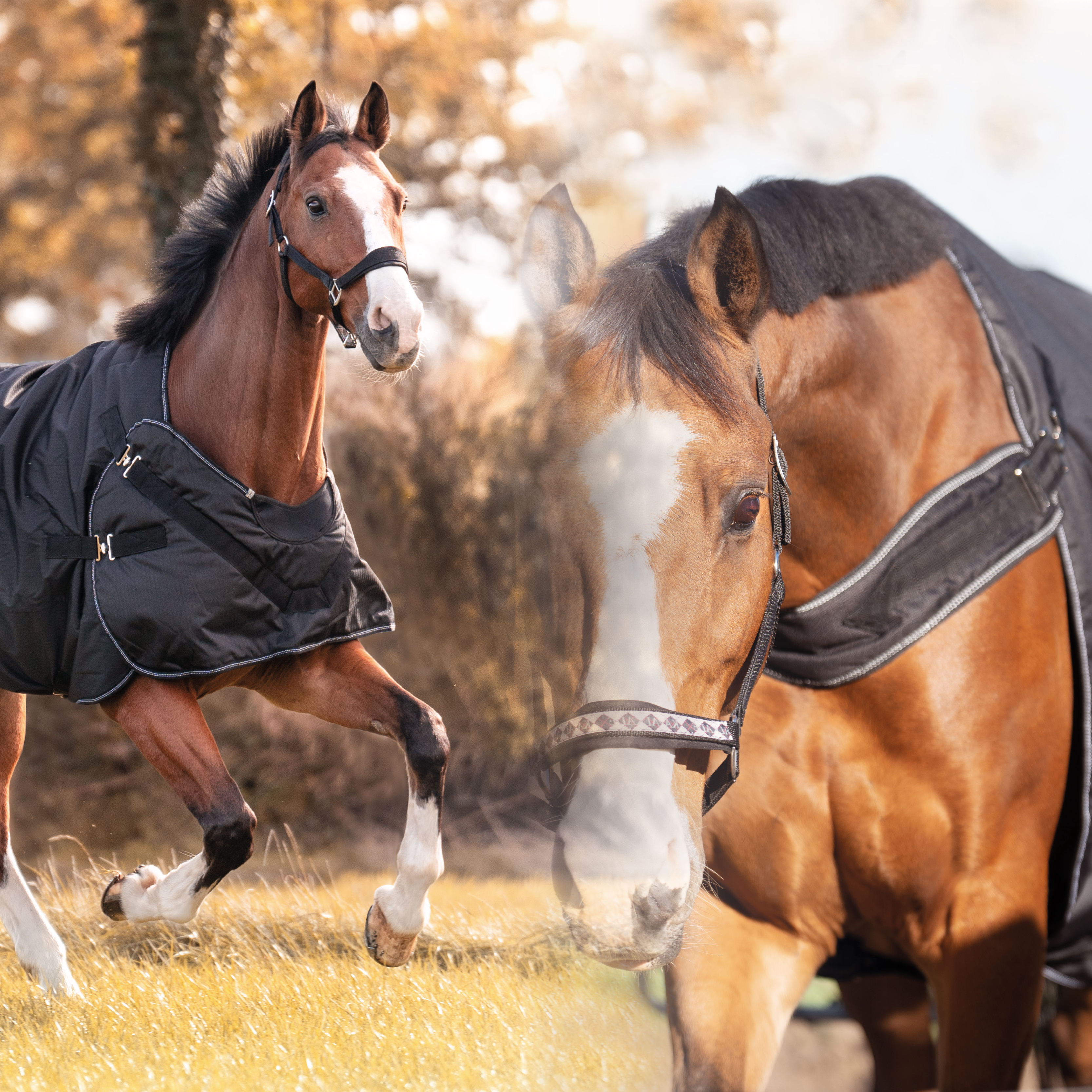 "Halifax" 2in1 Outdoor- und Führanlagendecke 200g