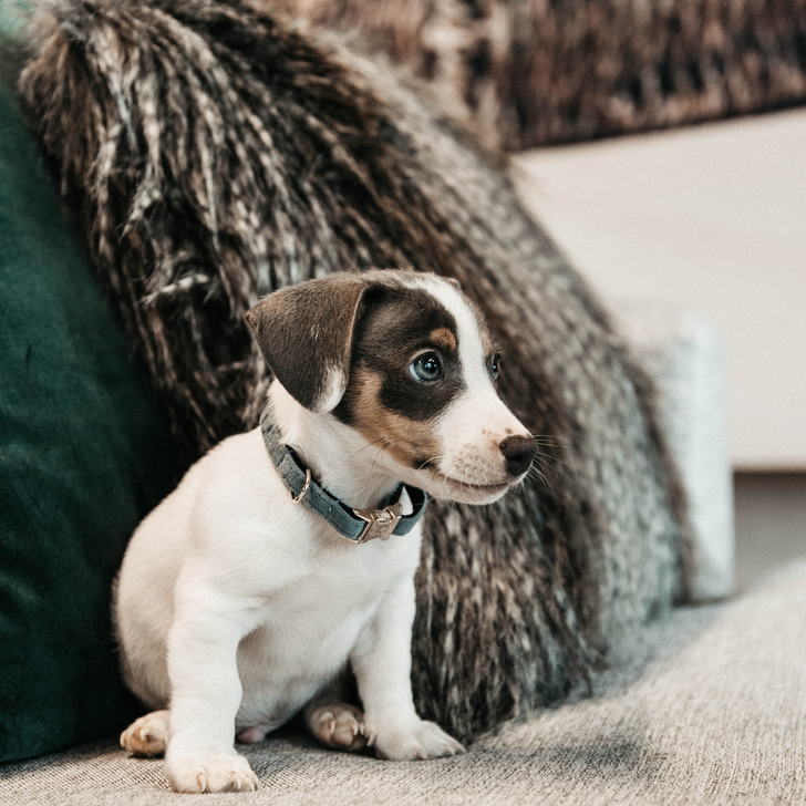Hunde Halsband Velvet