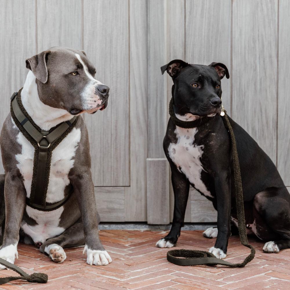 Hundegeschirr Aktiv Teddy Fleece | Kentucky Dogwear