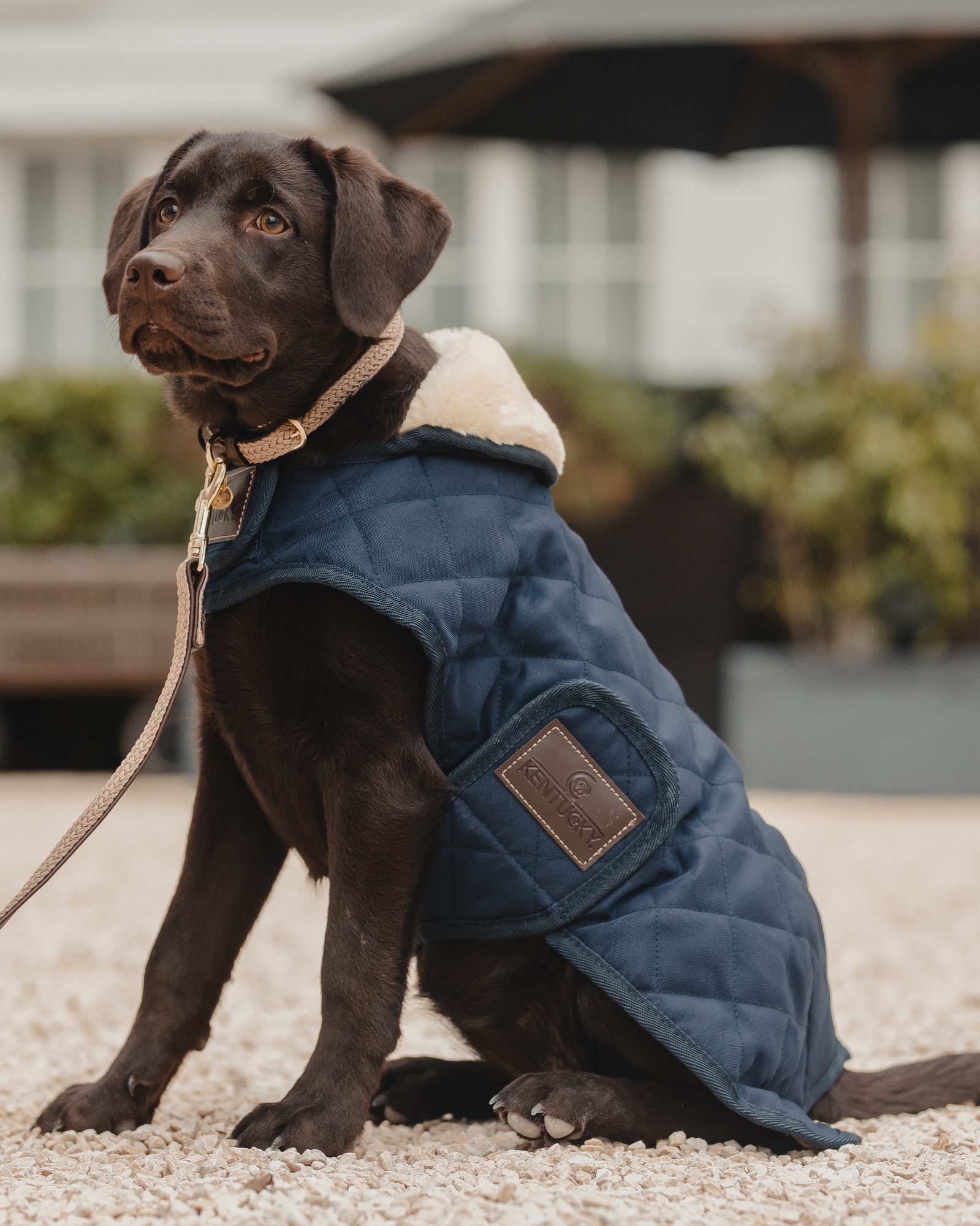 Original dog coat