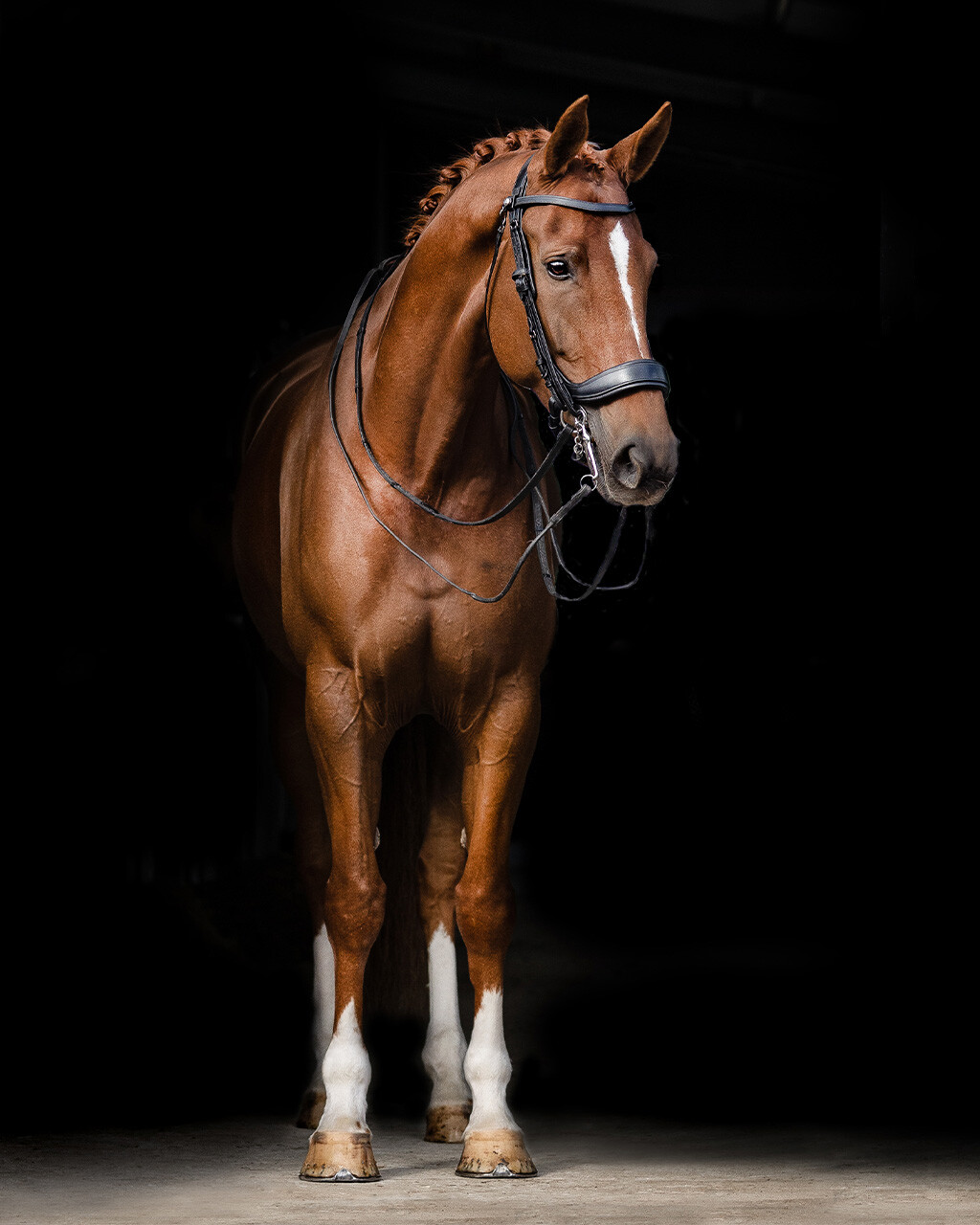 Double bridle FayPerform