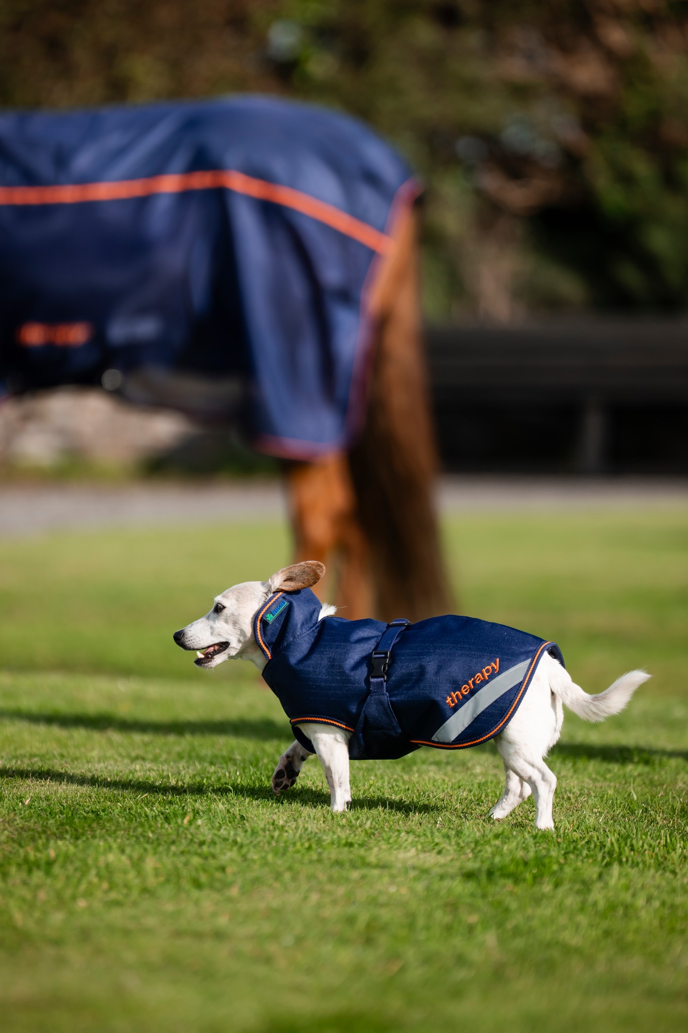 Hundedecke Therapy in Navy/Orange