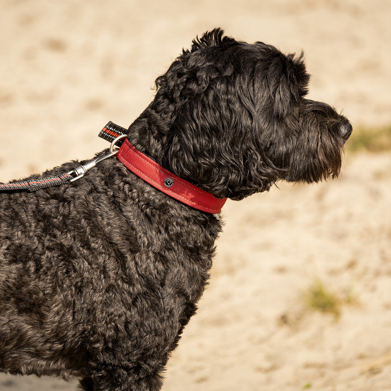 Hundehalsband Collection