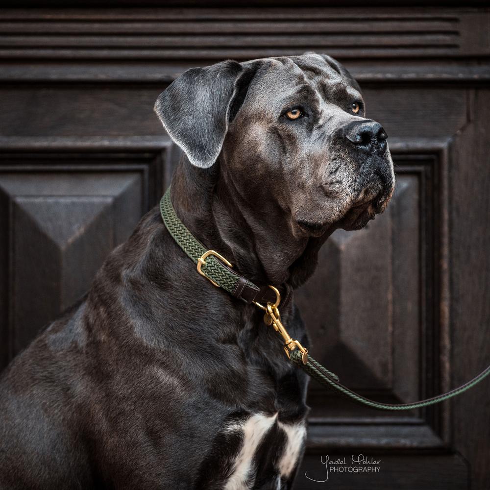 Collier de chien tressé en nylon