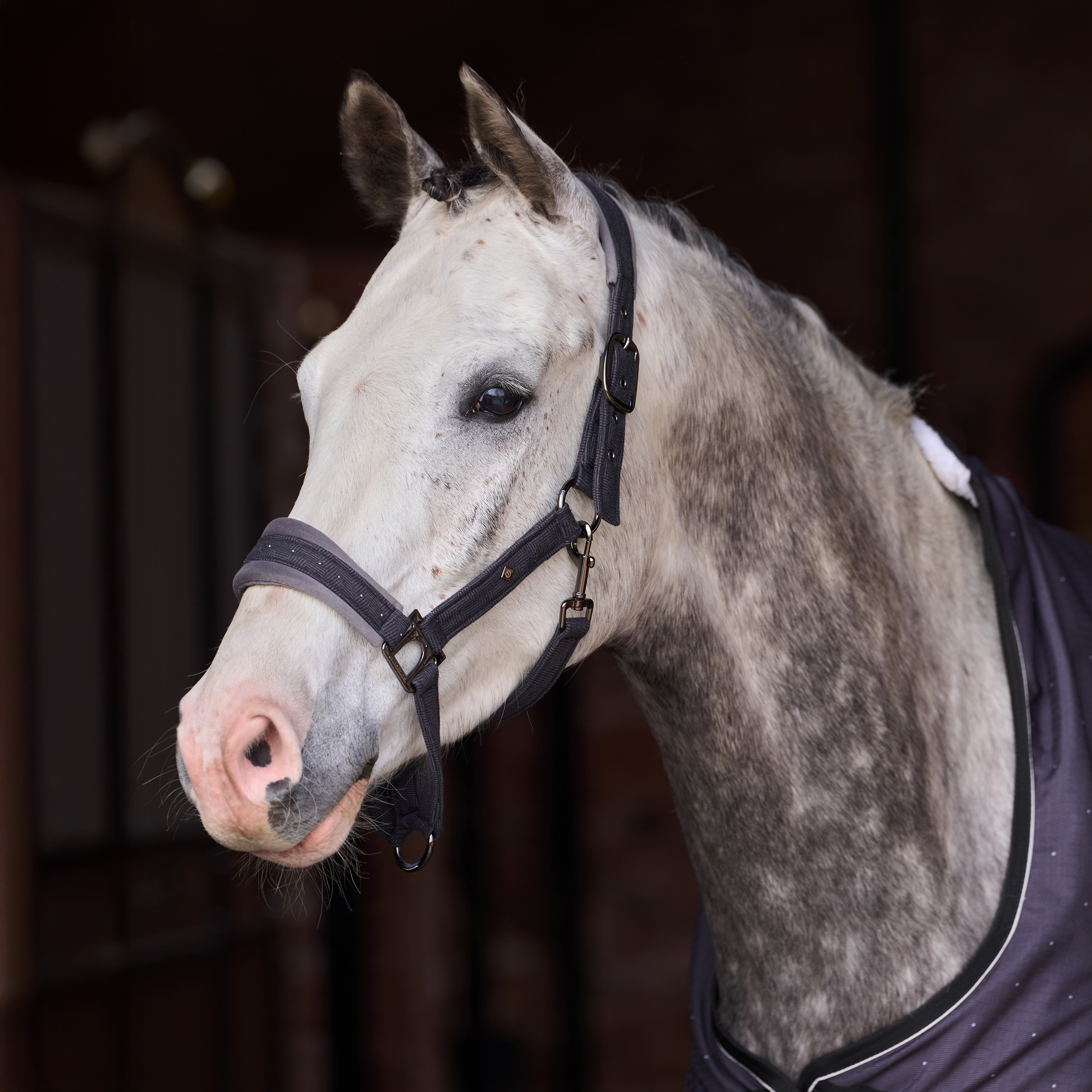 Halfter Penny Herringbone