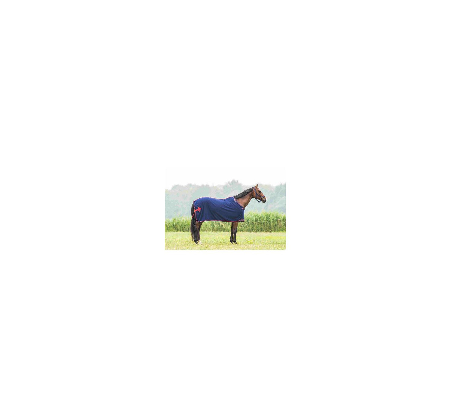 Show rug red piping in blau/rot