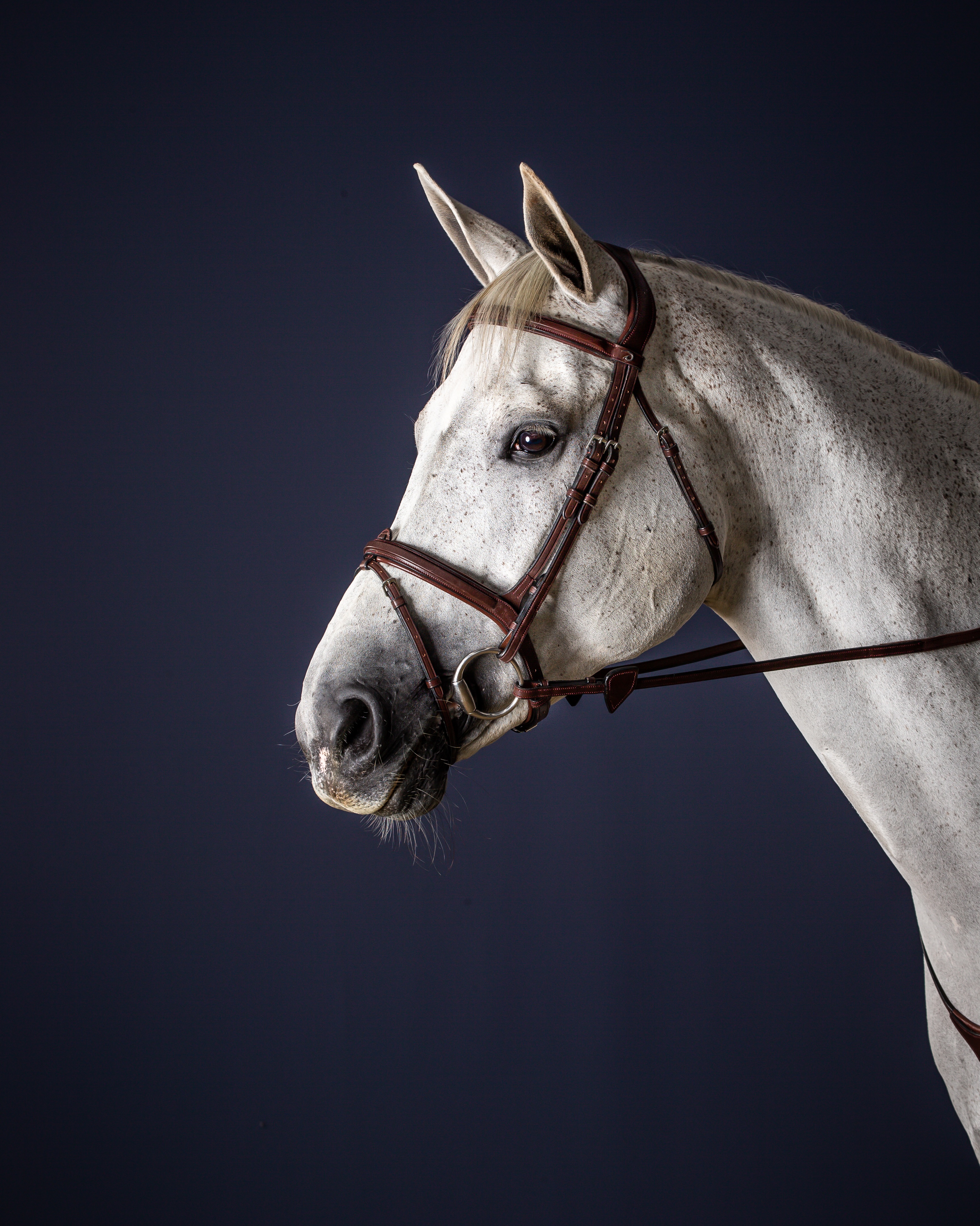 Snaffle New English combined