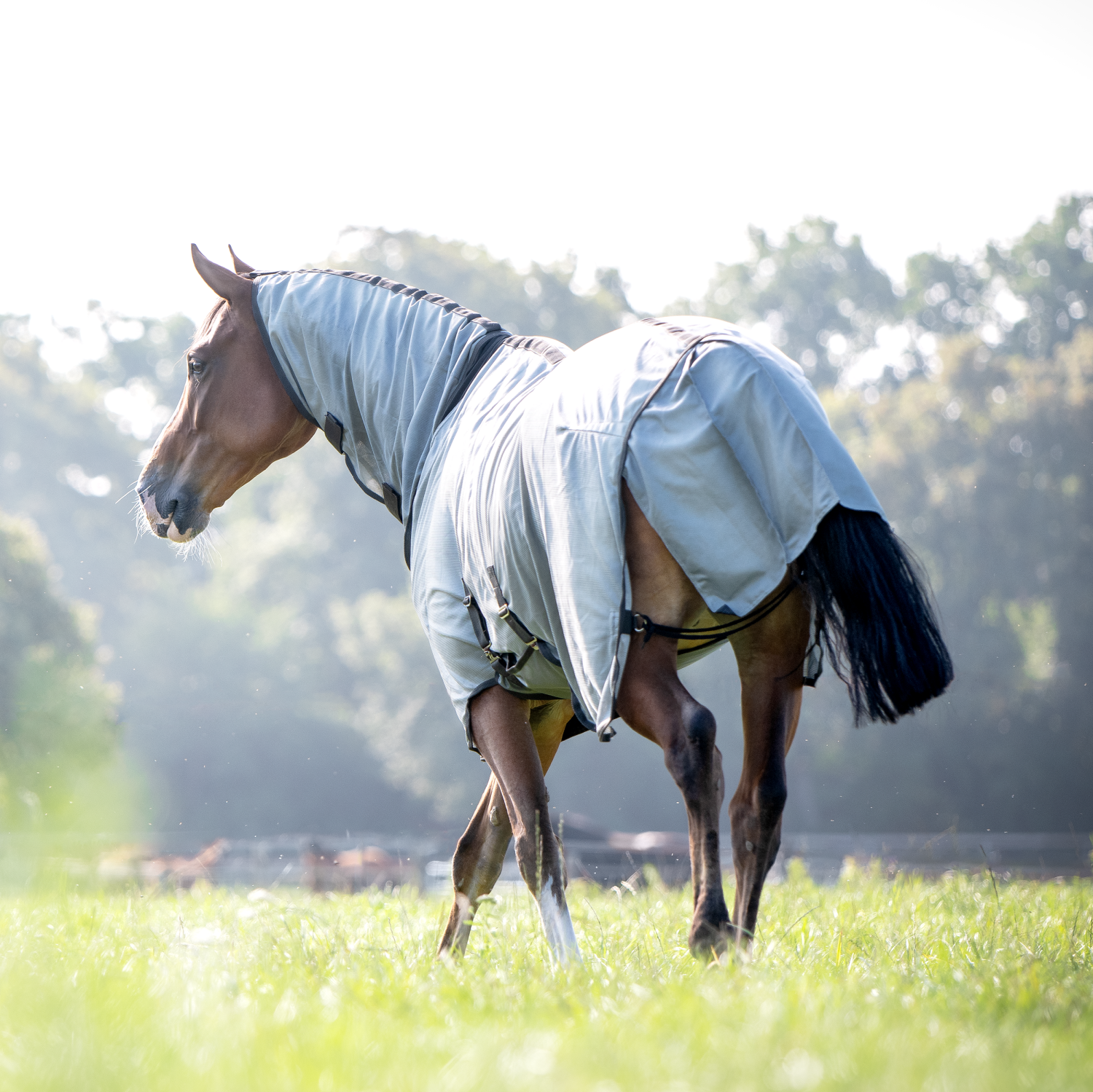 Outdoor fly rug Superb