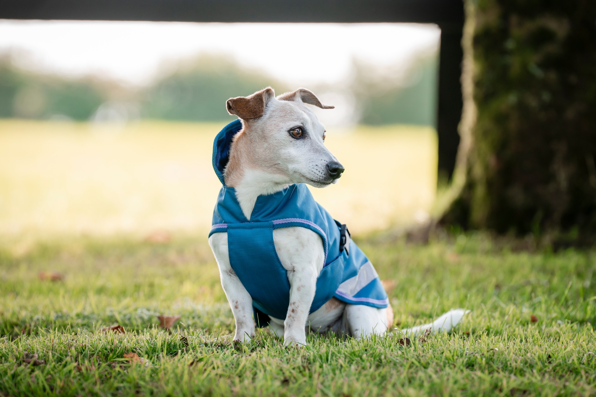 Hundedecke Freedom in Blueberry