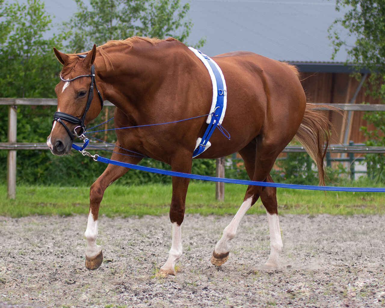 Lunging goggles