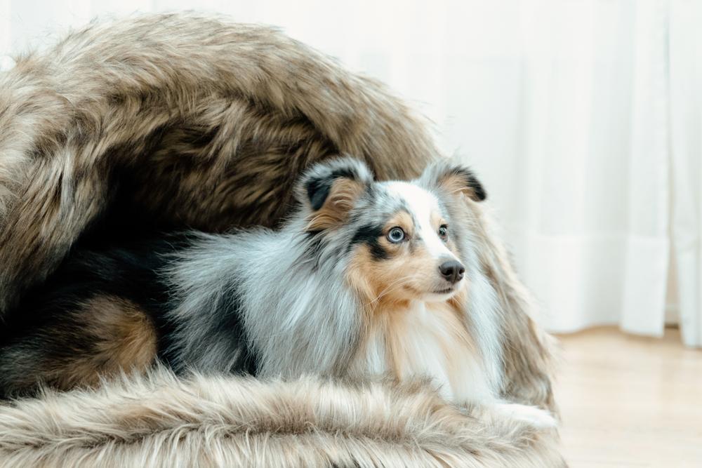 Hundebett Igloo | Kentucky Dogwear