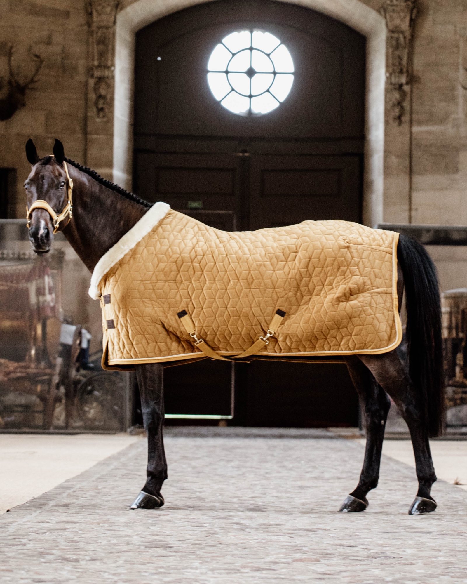Show rug Show Rug Velvet 160g