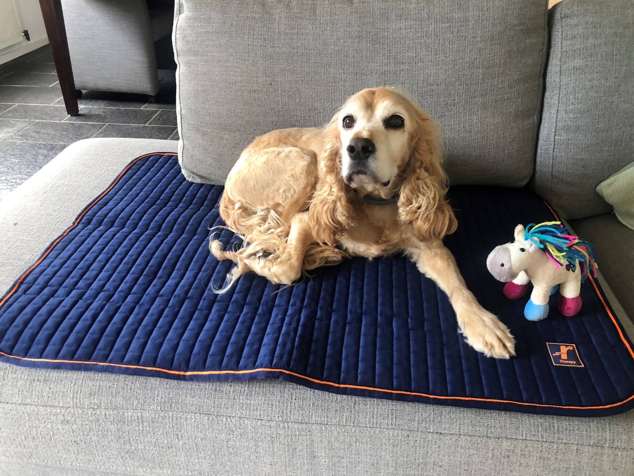 Hundedecke Therapy in Navy/Orange