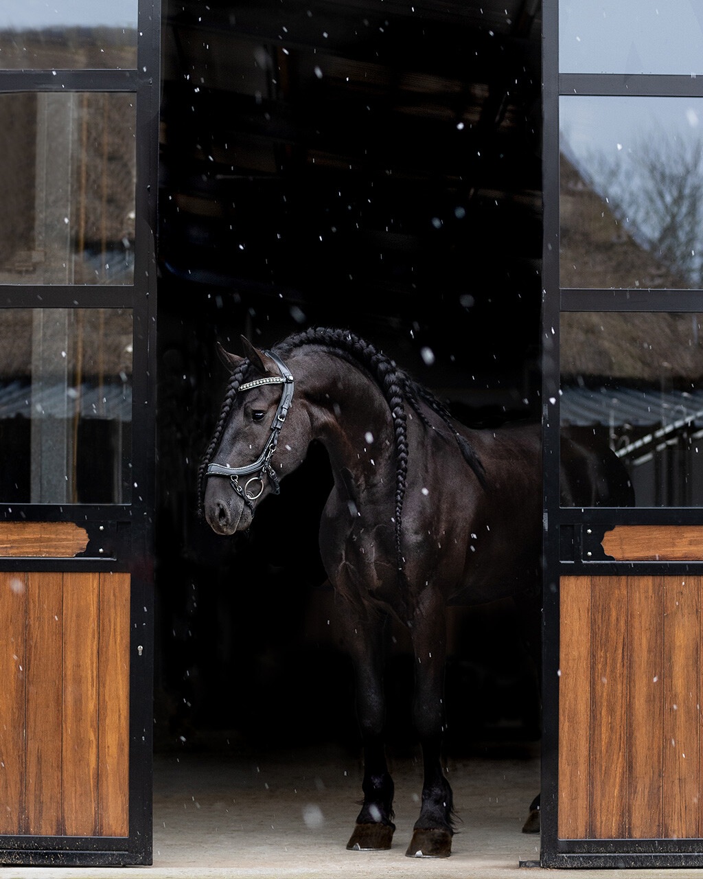 Snaffle FaySport Glitter in black Snaffle FaySport Glitter in black