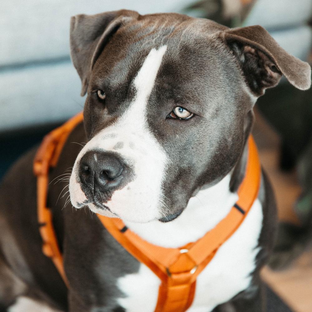 Harnais pour chien Aktiv Velvet