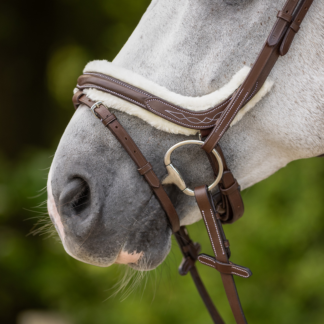 Snaffle Ontario