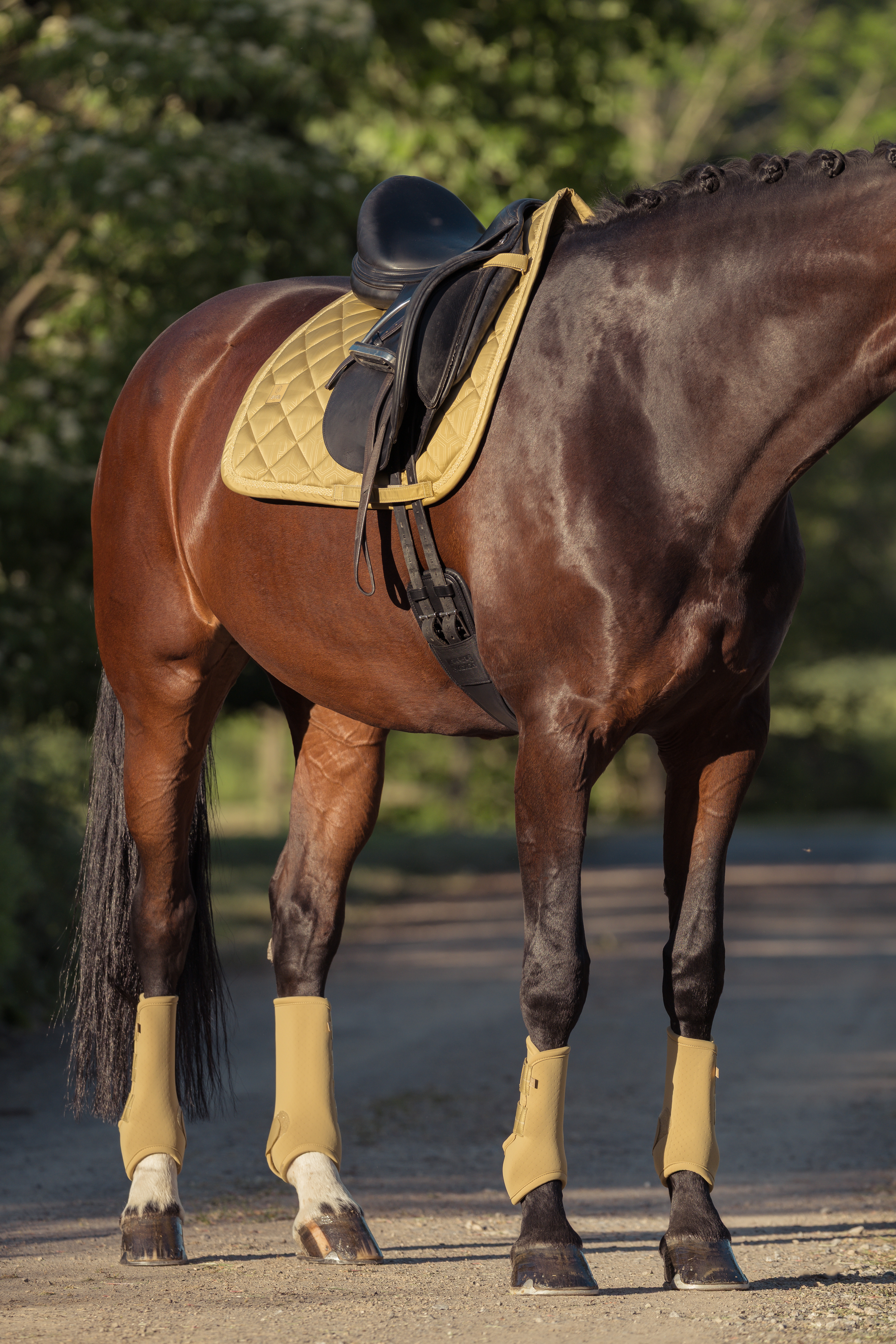 Schabracke Heritage Glossy