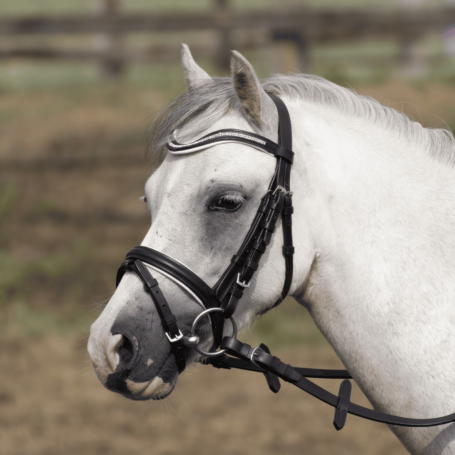 Snaffle Little