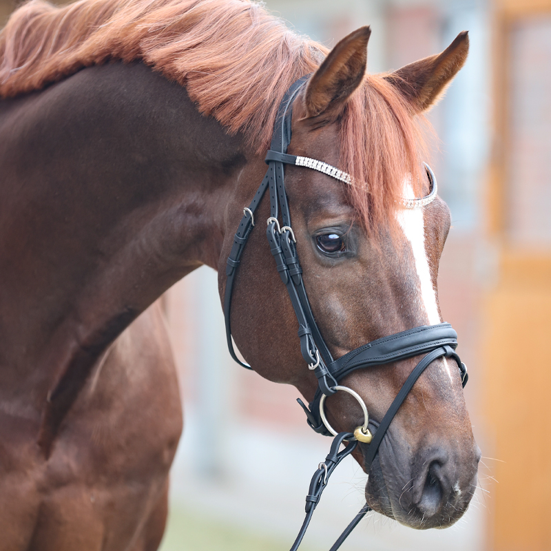 Trense geöltes Leder "Everness" eng.-komb. Trense geöltes Leder "Everness" eng.-komb.
