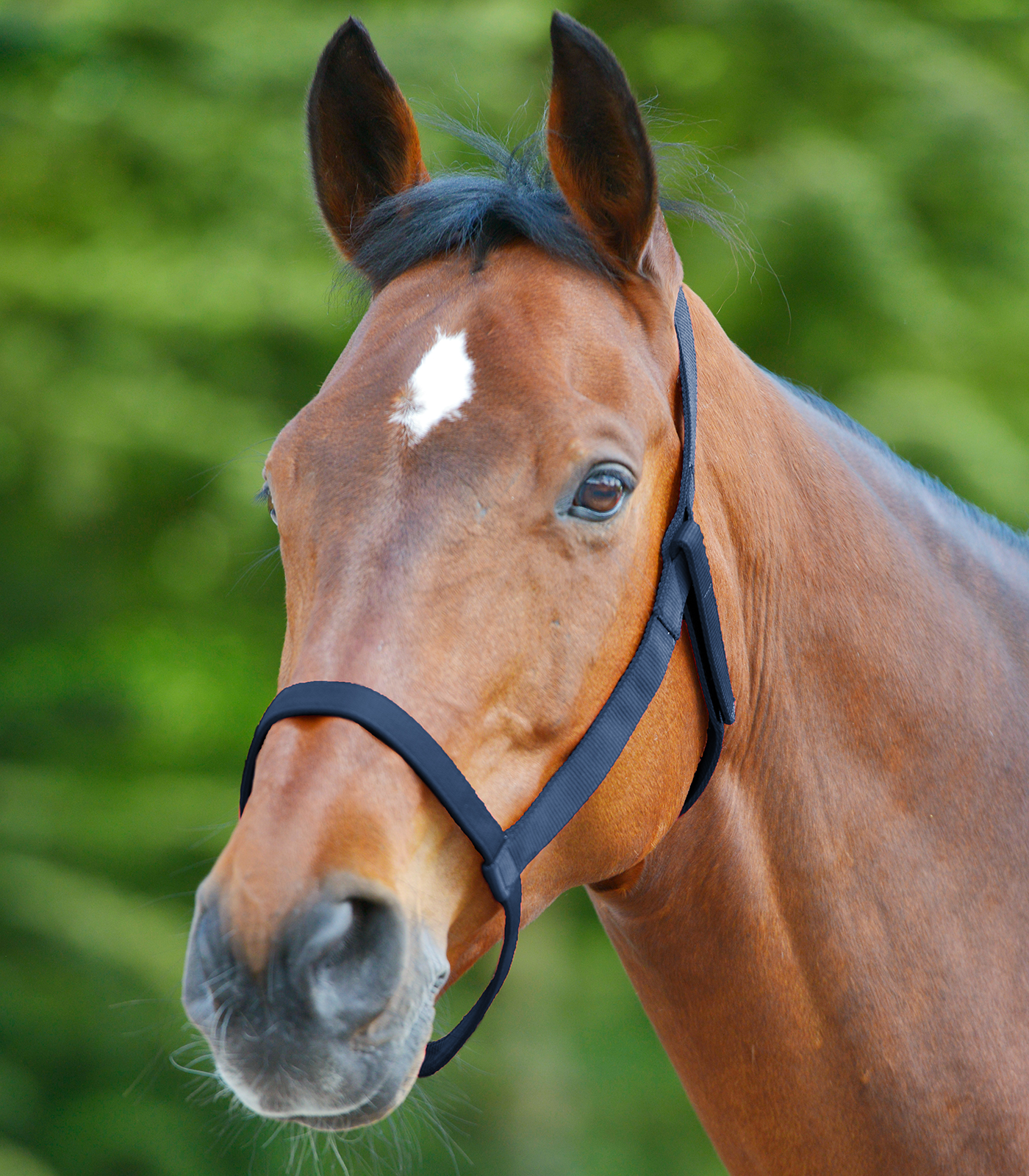 Pasture halter
