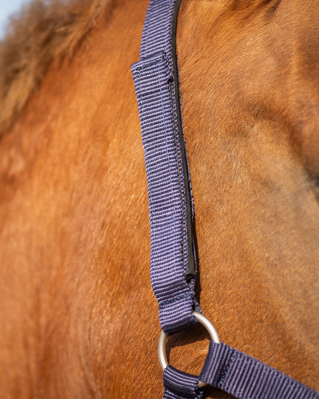 Safety halter underlay