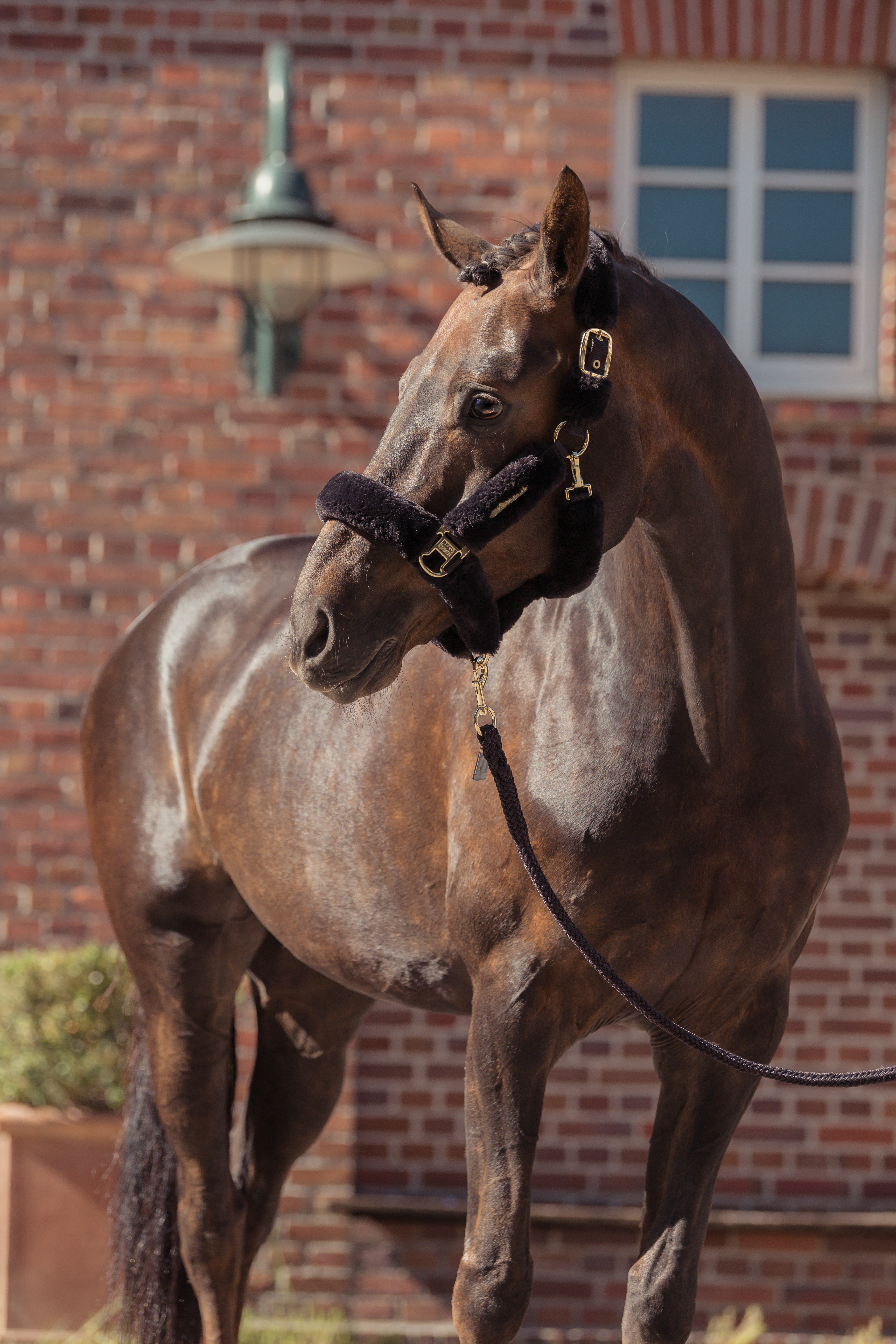 Halfter Heritage Faux Fur Complete in black truffle