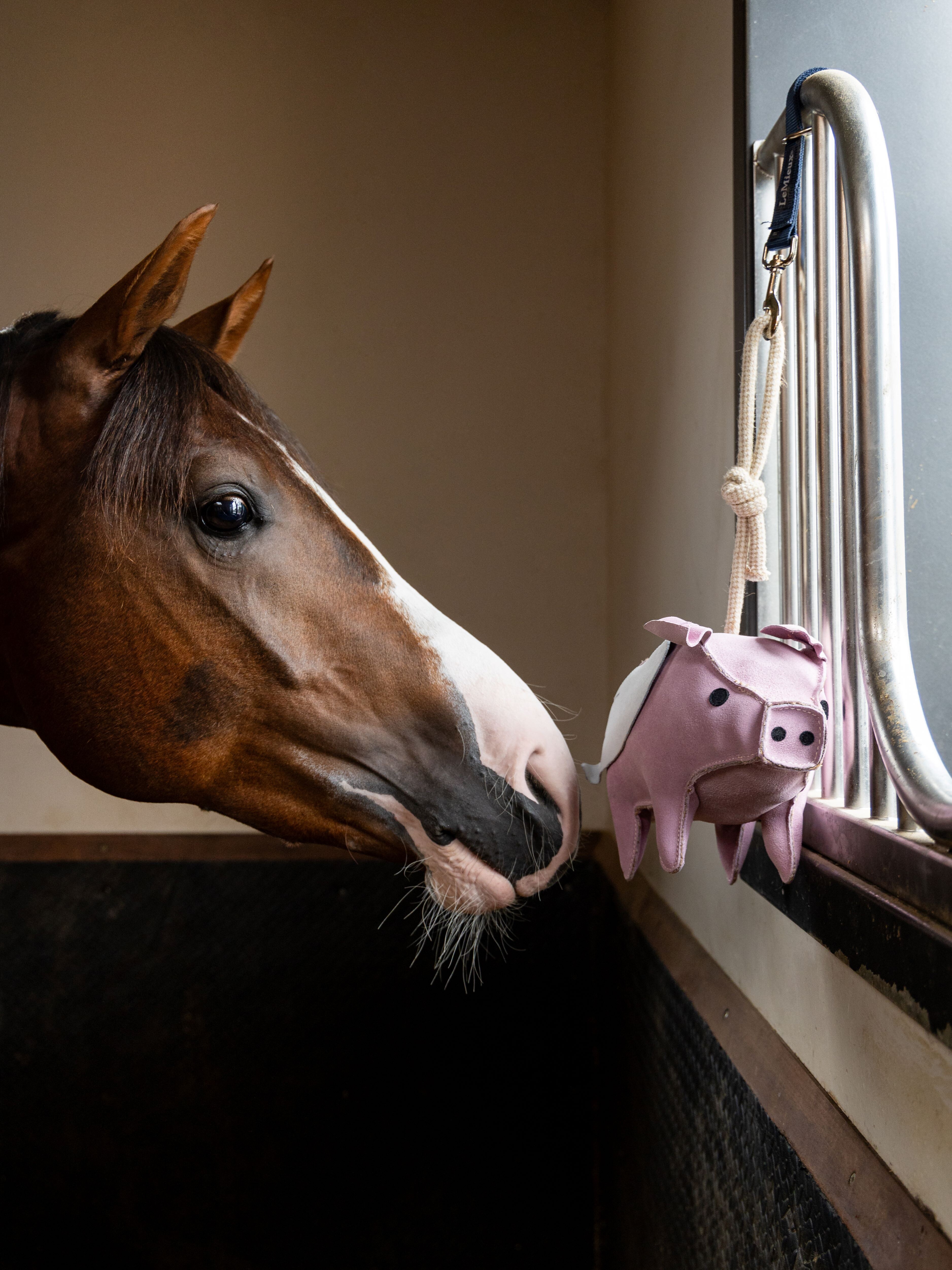 Spielzeug-Schweinchen voor paarden