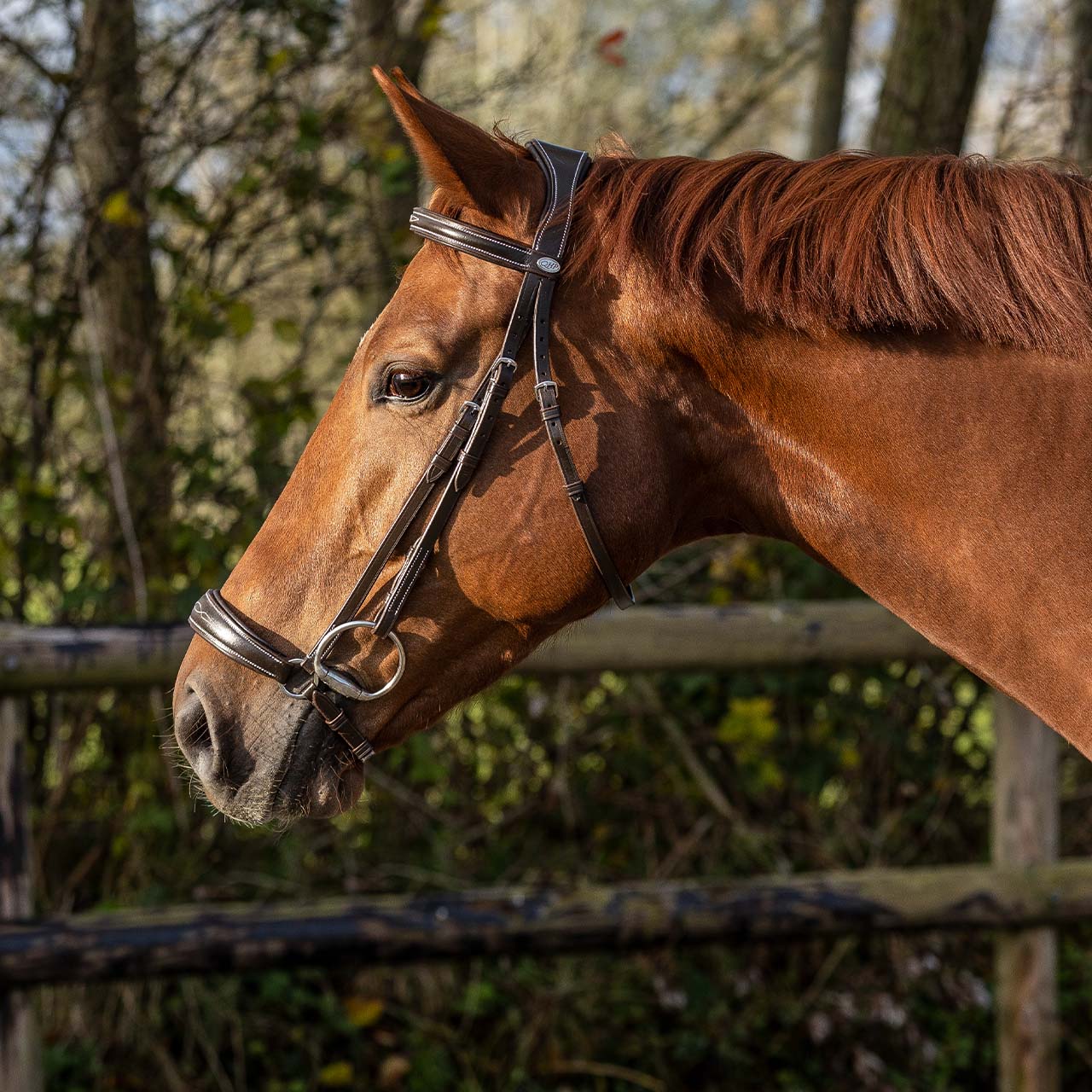 Bridle luxury