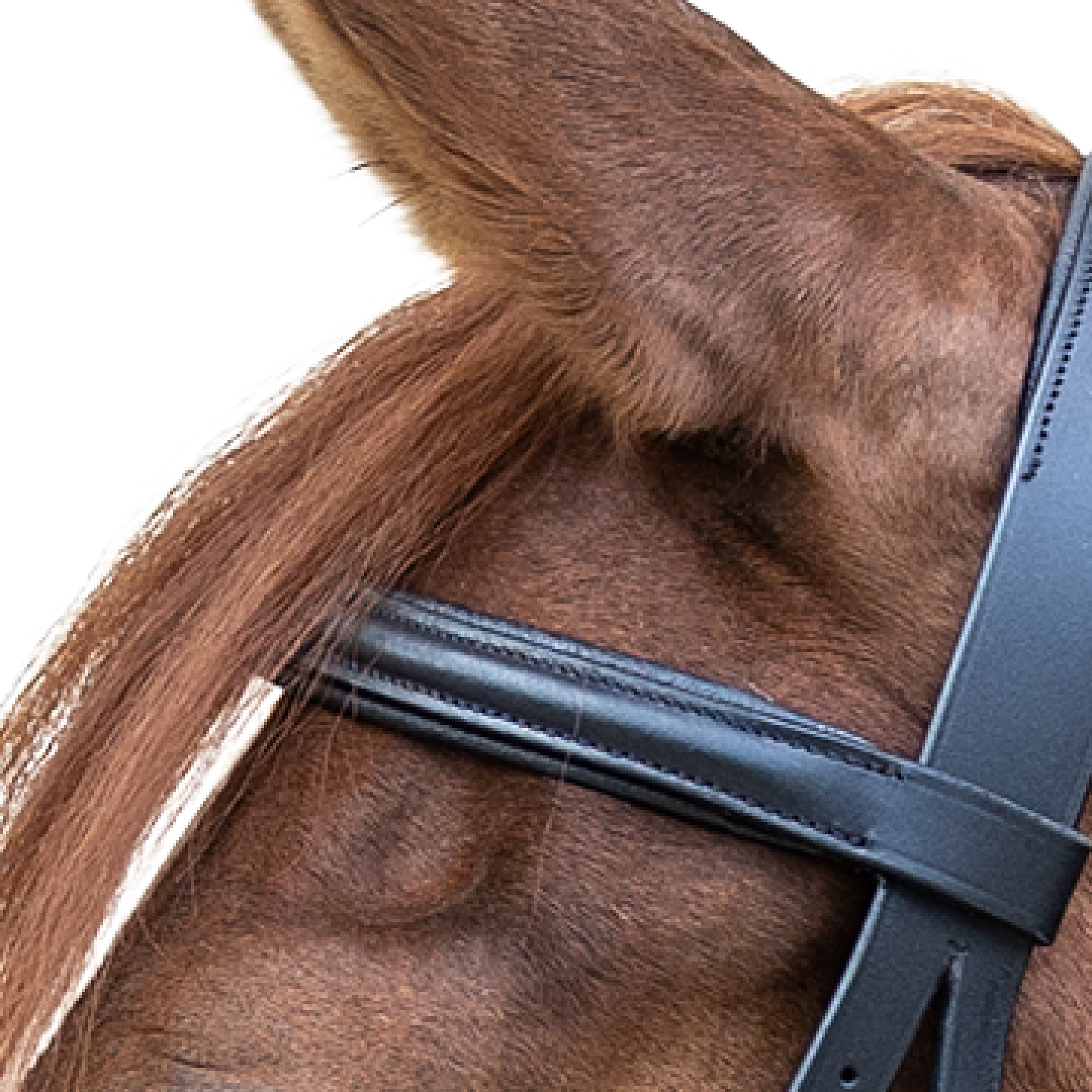 Bridle Bitless