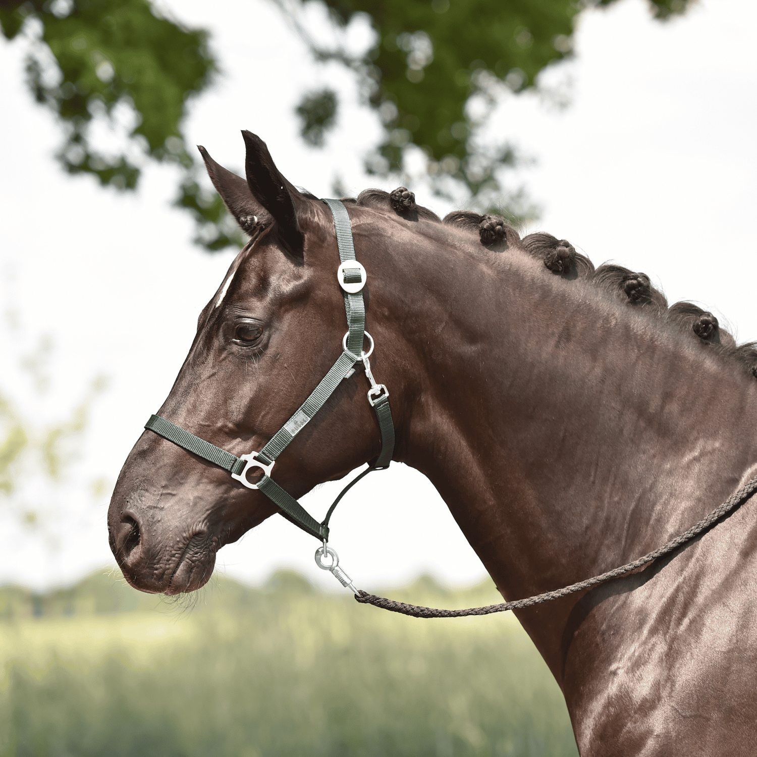 Halfter Hansa Halfter Hansa