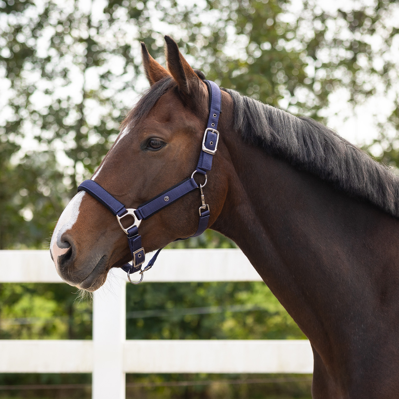 Halter Deluxe