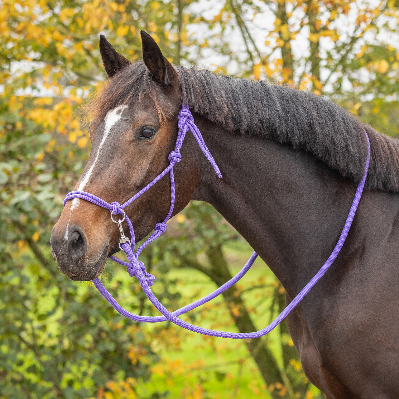 Knotted halter colour with reins