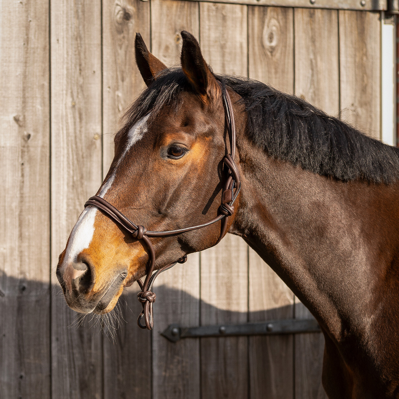 Knotenhalfter Leder Liberta