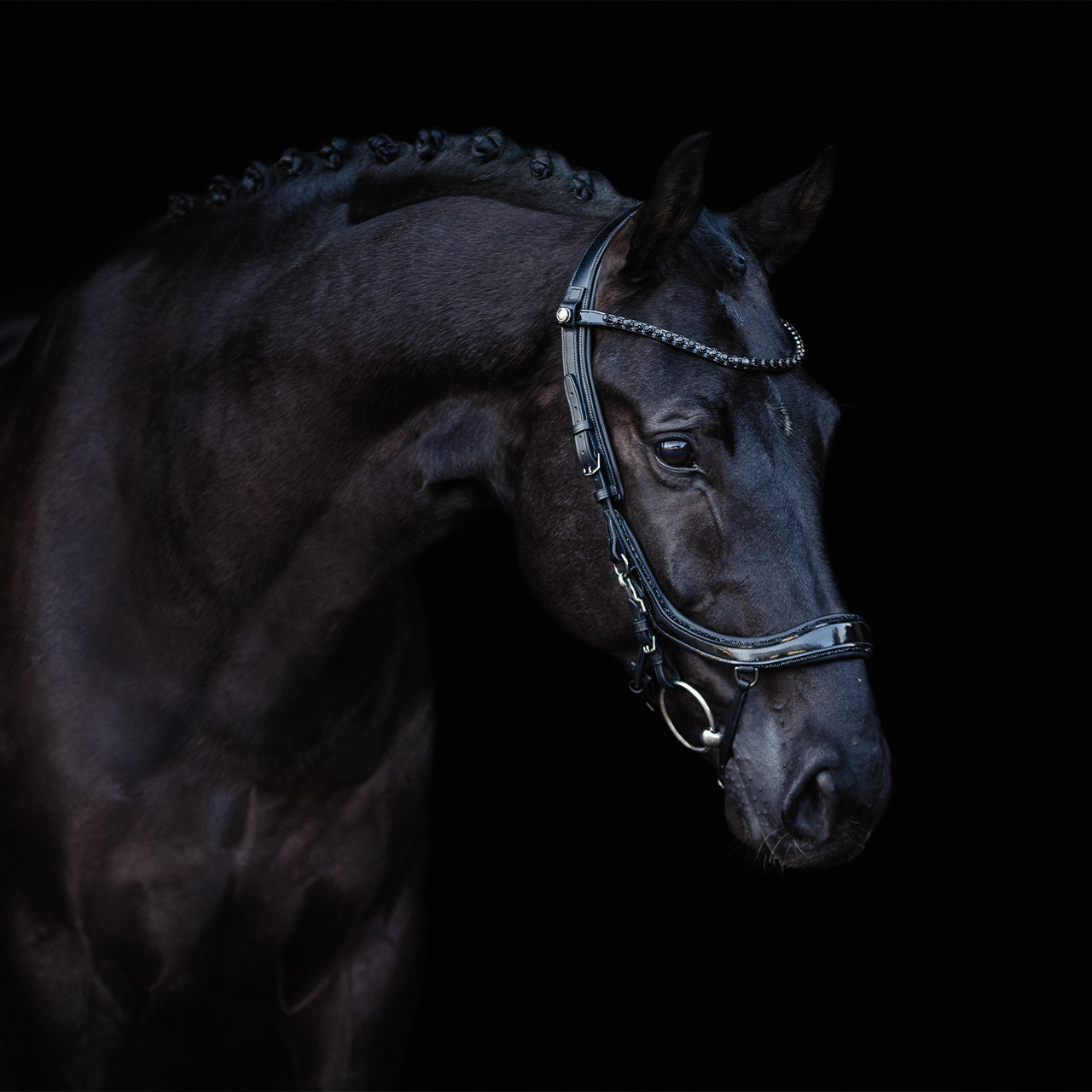 Trense FaySport Blackpearl