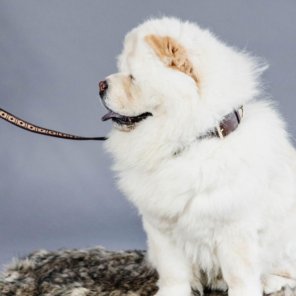 Hunde Leine Handgemacht Pearls | Kentucky Dogwear