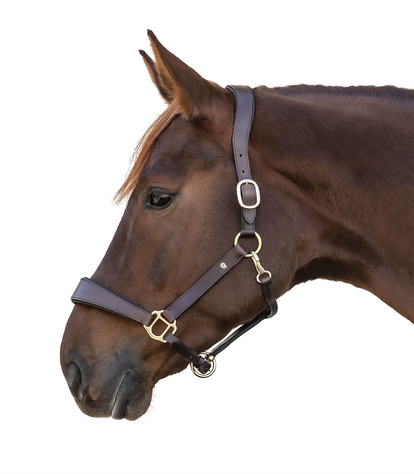 Lederhalfter S-Line Anatomic